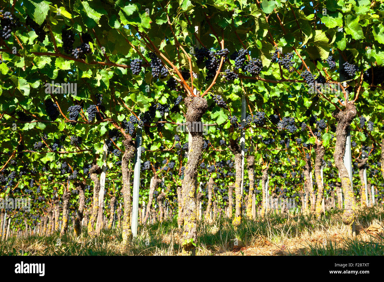 Vitigni con uve blu, Kaiserstuhl, Baden-Württemberg, Germania Foto Stock