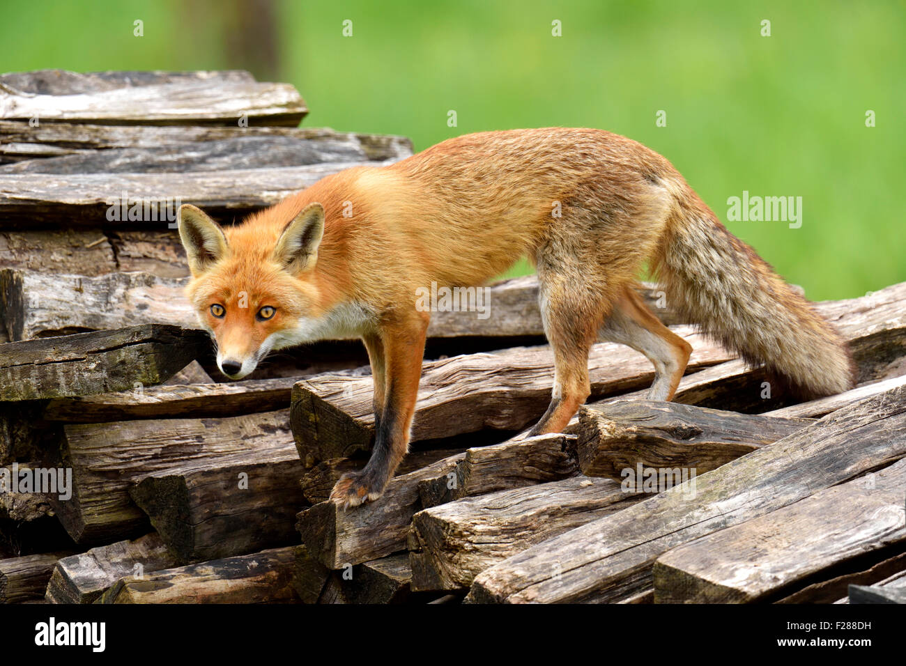 Red Fox (Vulpes vulpes vulpes) in piedi su un palo di legno del Canton Zurigo, Svizzera Foto Stock