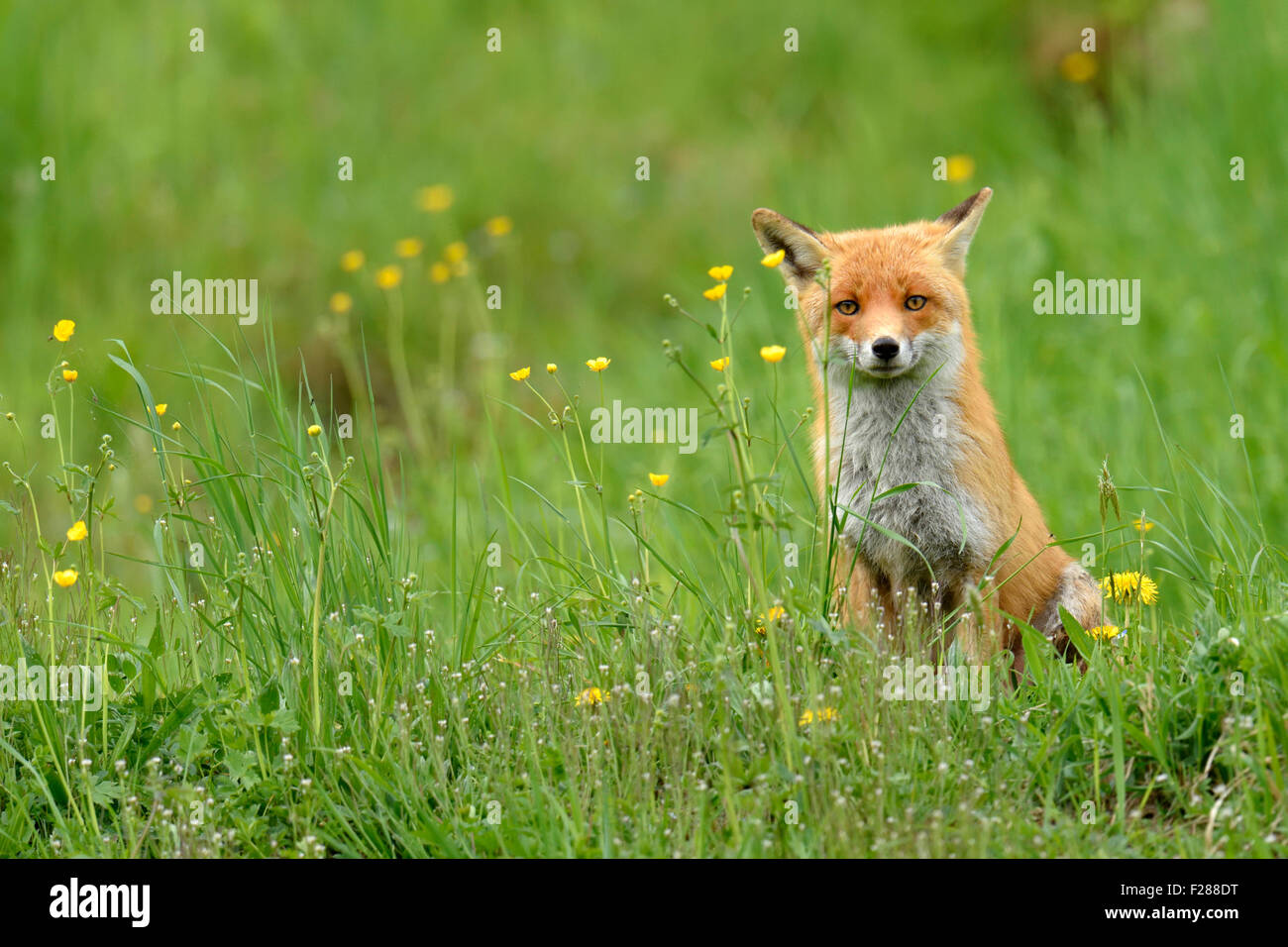 Red Fox (Vulpes vulpes vulpes) seduto in erba alta, del Cantone di Zurigo, Svizzera Foto Stock