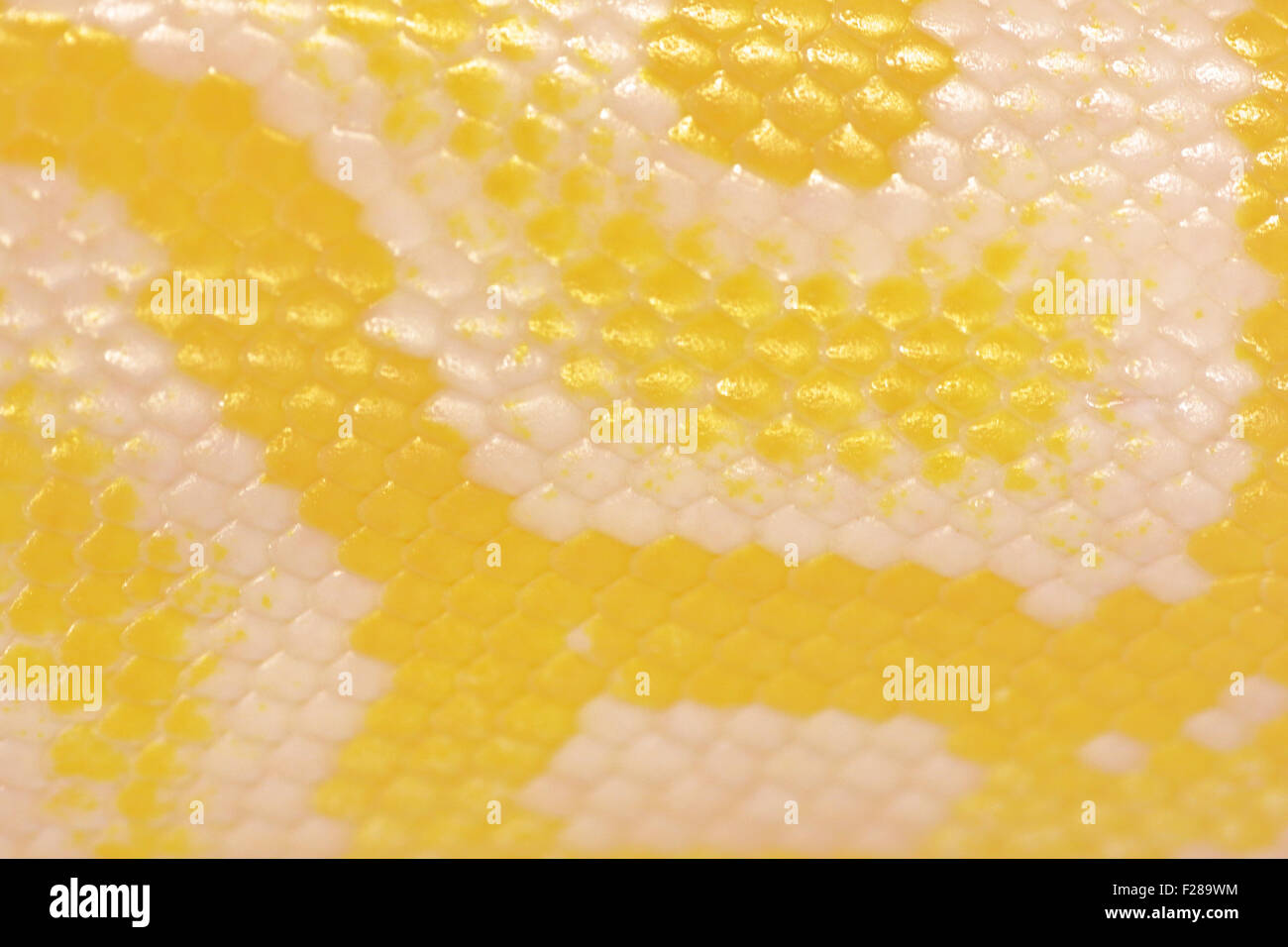 Primo piano della pelle e scale di un golden albino Indian Rock Python Python molurus. L'immagine può essere ben utilizzato uno sfondo naturale. Foto Stock