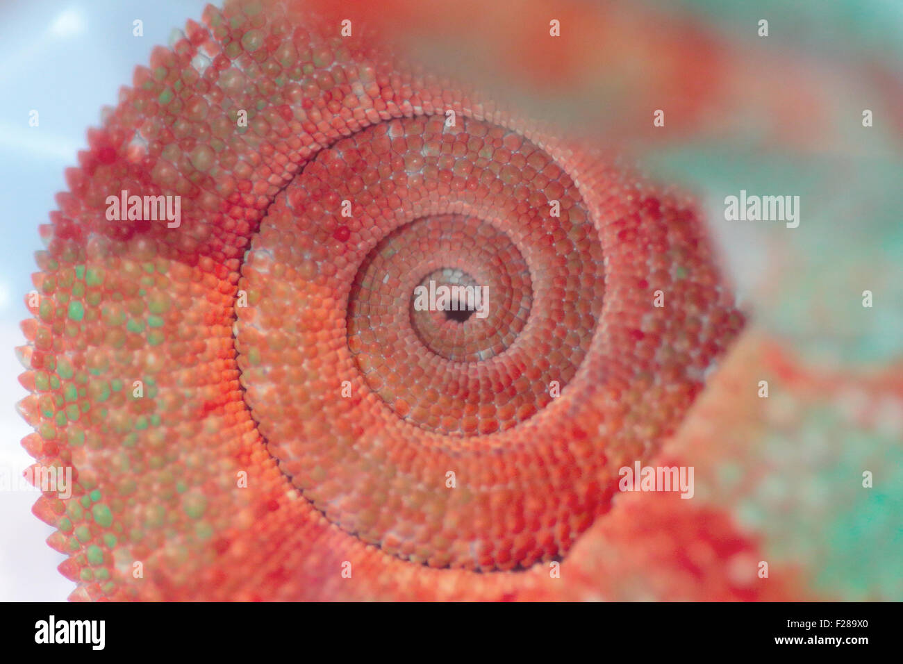 Clouseup della spirale prodotta dall'avvolto in coda di un rosso chamelon Foto Stock