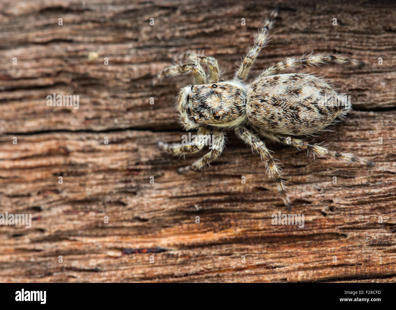 Close up spider su uno sfondo di legno Foto Stock