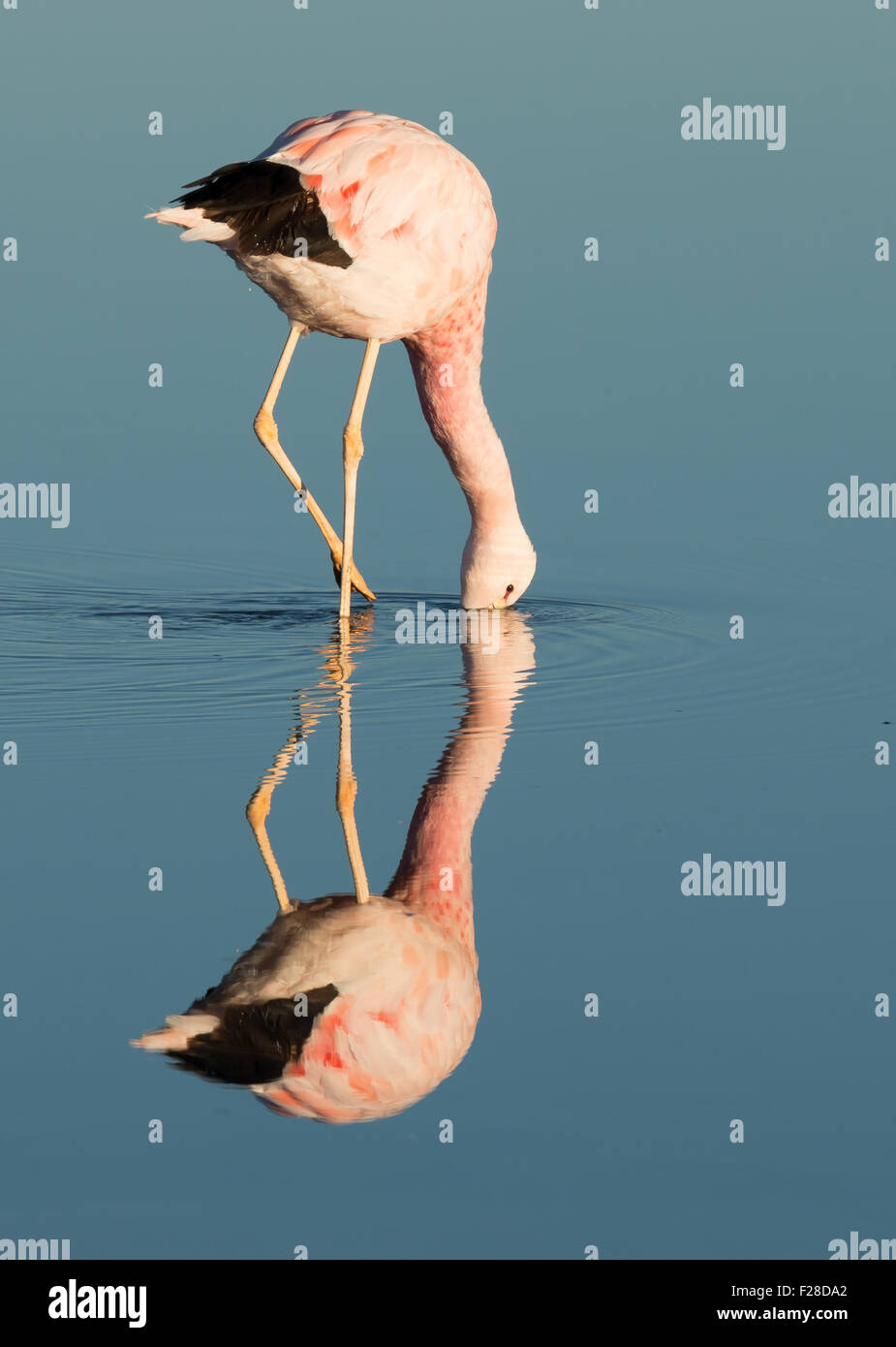 Fenicottero andino (Phoenicopterus andinus) alimentazione a Laguna Chaxa poco dopo l'alba, con riflessioni sulla superficie del lago. Foto Stock