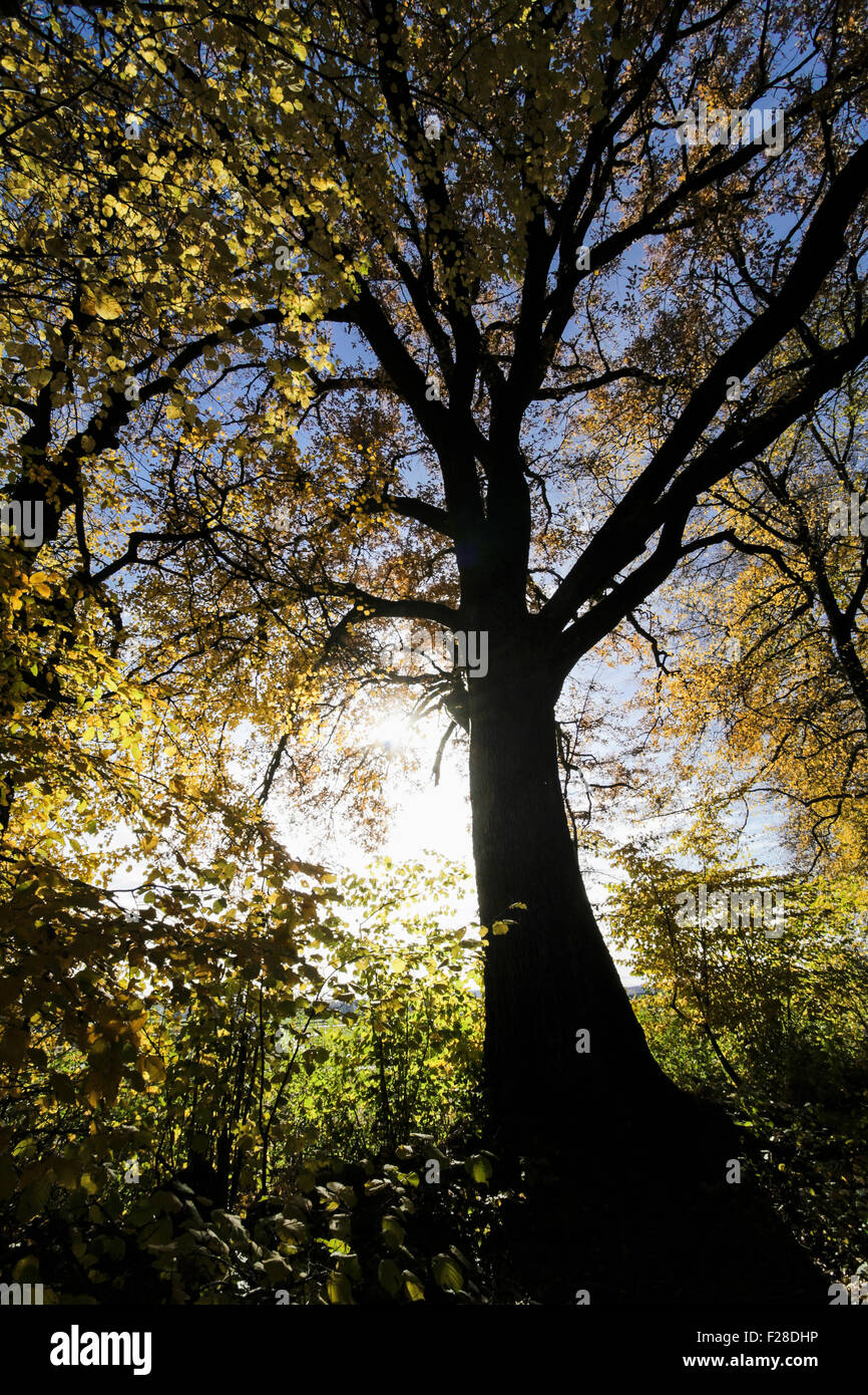 Sole che splende attraverso albero nella foresta, Eichenau, Fürstenfeldbruck, Baviera, Germania Foto Stock