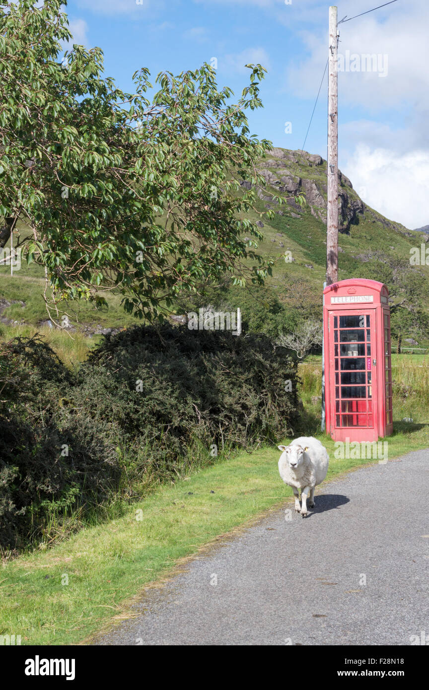 Campagna scozzese con una pecora in prossimità di un tradizionale telefono rosso box Foto Stock