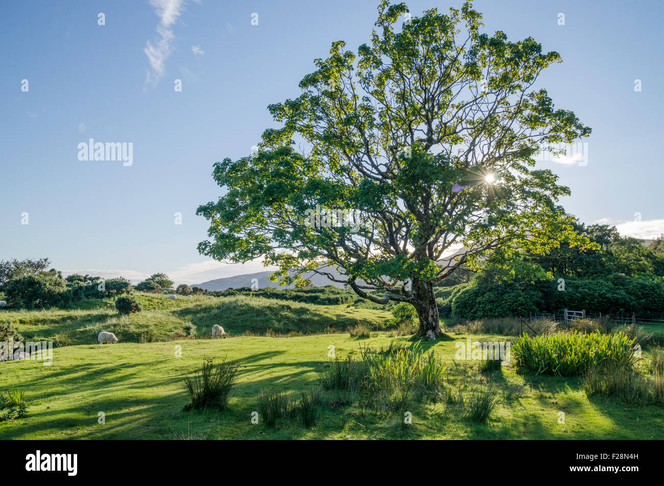 Luci e ombre di un albero di sera il sole in estate campagna Foto Stock