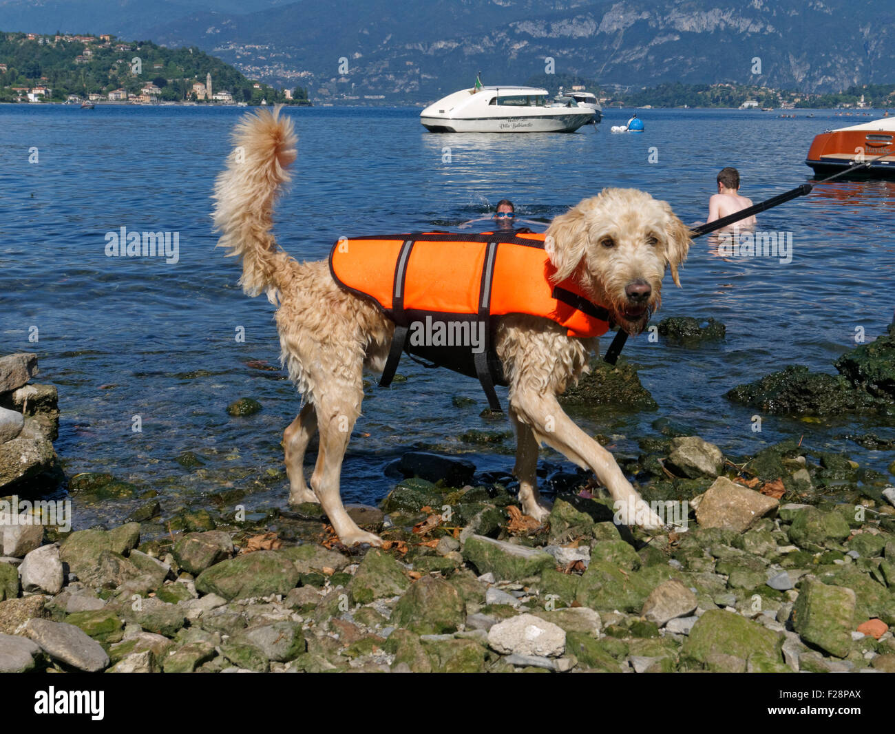 Cane con giubbotto di salvataggio, Lago di Como, Italia Foto Stock
