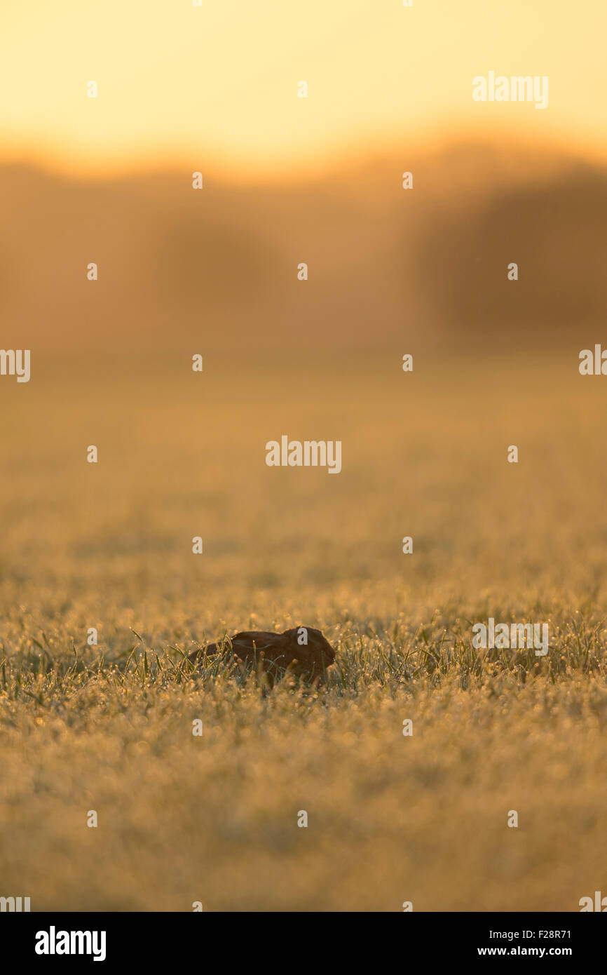 Lepre marrone / Lepre europea / Feldhase ( Lepus europaeus ) nascosto su un campo umido di rugiada all'alba, situazione retroilluminata di prima mattina, fauna selvatica, Europa. Foto Stock