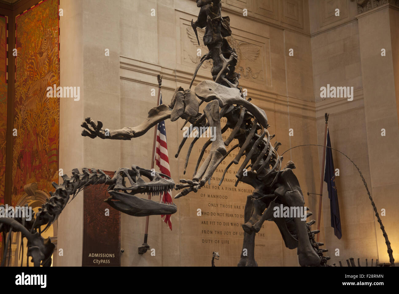 In mezzo ai visitatori un Barosaurus protegge i suoi giovani da un attaccante Allosaurus nella sala di ingresso al Museo Americano di Storia Naturale a Manhattan. Foto Stock
