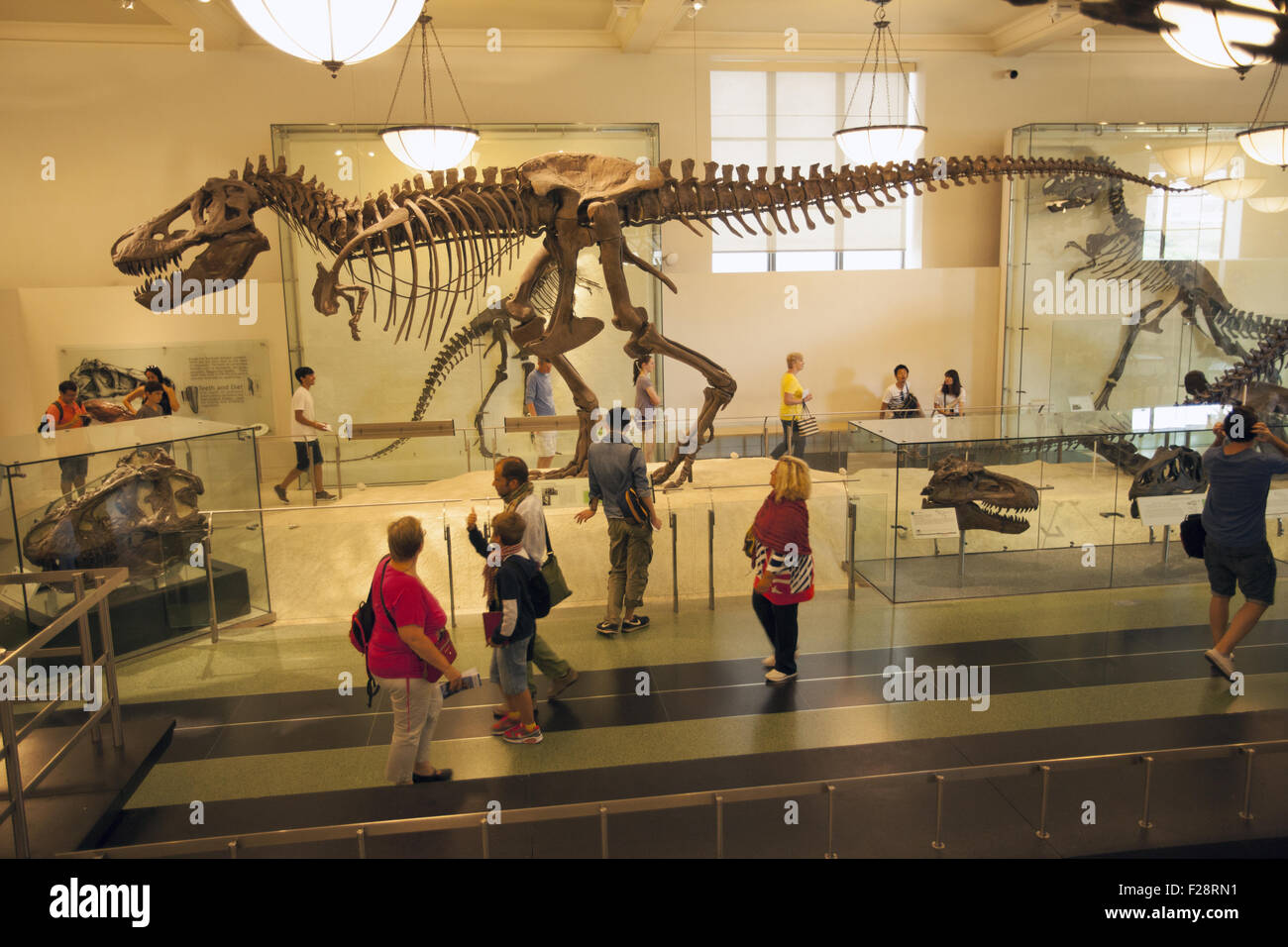 Tirannosauro display, il Museo Americano di Storia Naturale, Manhattan NYC. Foto Stock