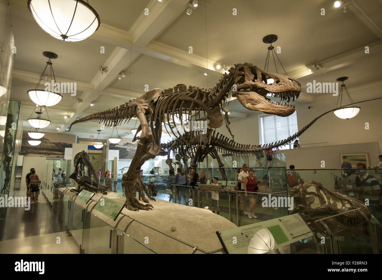 Tirannosauro display, il Museo Americano di Storia Naturale, Manhattan NYC. Foto Stock
