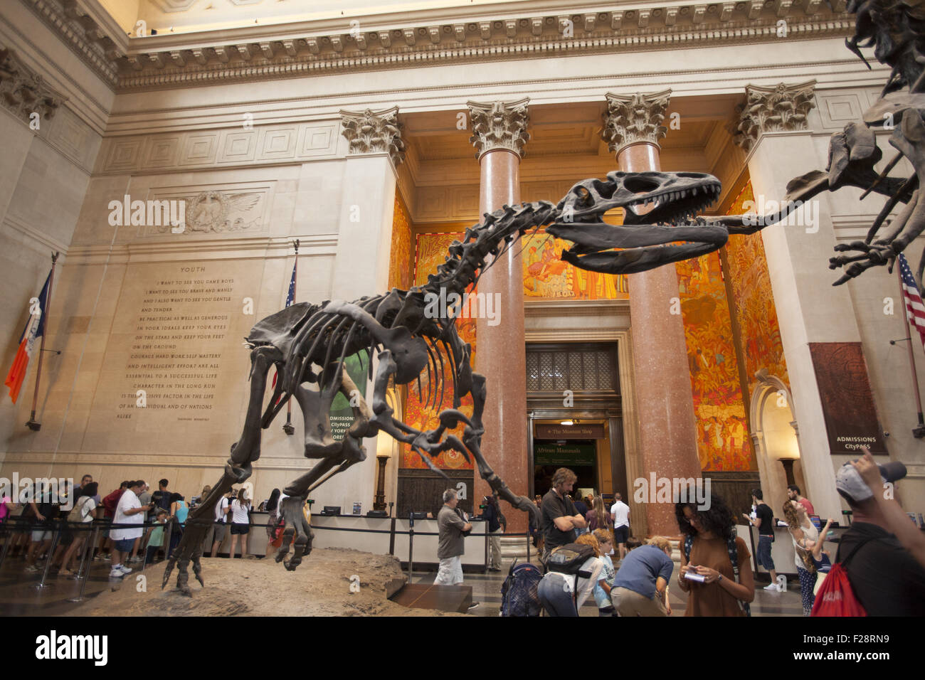 In mezzo ai visitatori un Barosaurus protegge i suoi giovani da un attaccante Allosaurus nella sala di ingresso al Museo Americano di Storia Naturale a Manhattan. Foto Stock