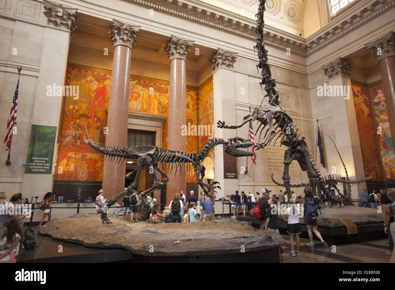 In mezzo ai visitatori un Barosaurus protegge i suoi giovani da un attaccante Allosaurus nella sala di ingresso al Museo Americano di Storia Naturale a Manhattan. Foto Stock
