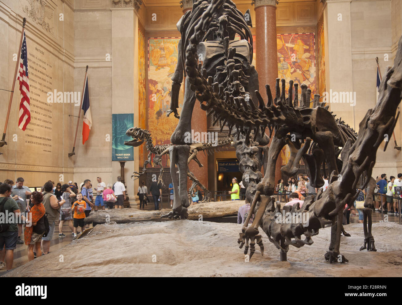 In mezzo ai visitatori un Barosaurus protegge i suoi giovani da un attaccante Allosaurus nella sala di ingresso al Museo Americano di Storia Naturale a Manhattan. Foto Stock