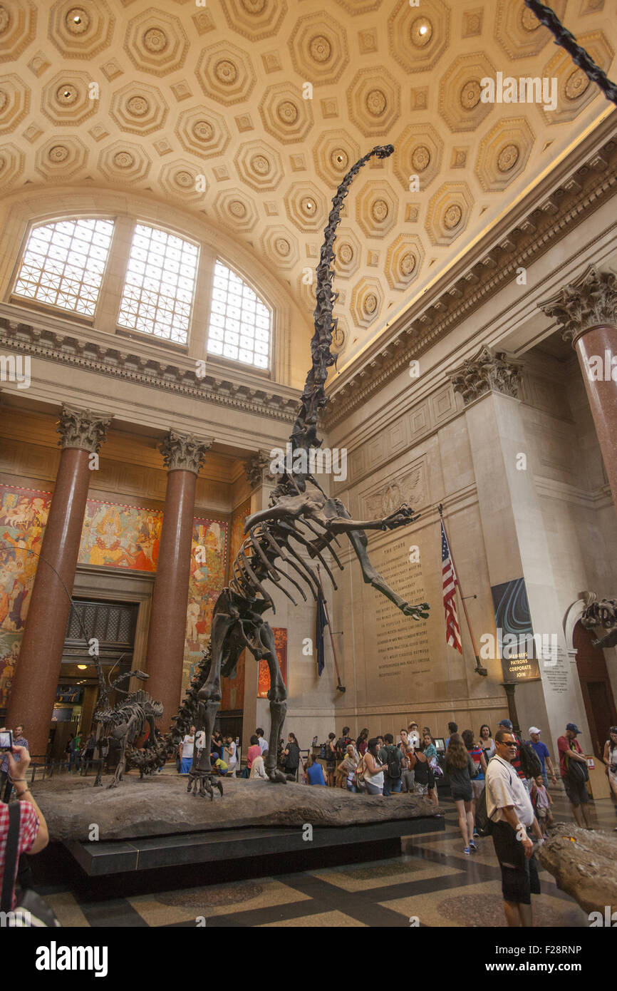 In mezzo ai visitatori un Barosaurus protegge i suoi giovani da un attaccante Allosaurus nella sala di ingresso al Museo Americano di Storia Naturale a Manhattan. Foto Stock
