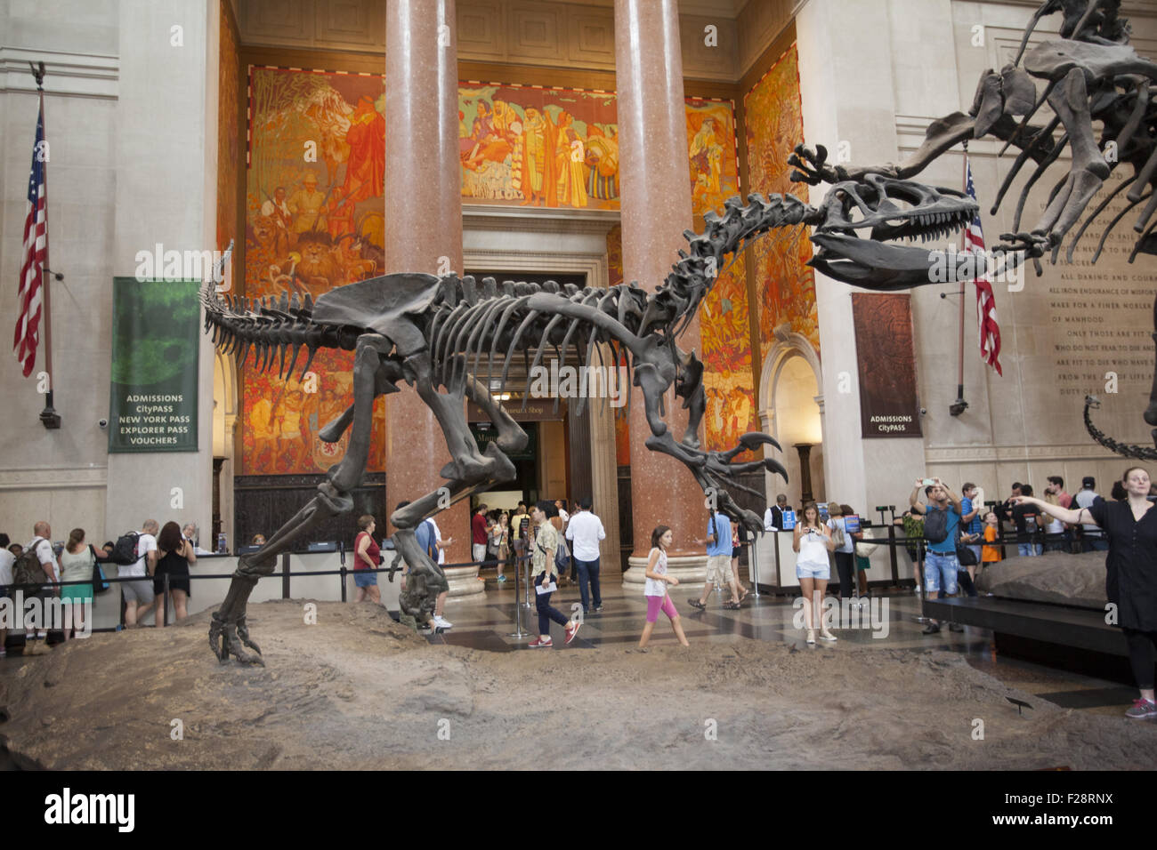 In mezzo ai visitatori un Barosaurus protegge i suoi giovani da un attaccante Allosaurus nella sala di ingresso al Museo Americano di Storia Naturale a Manhattan. Foto Stock