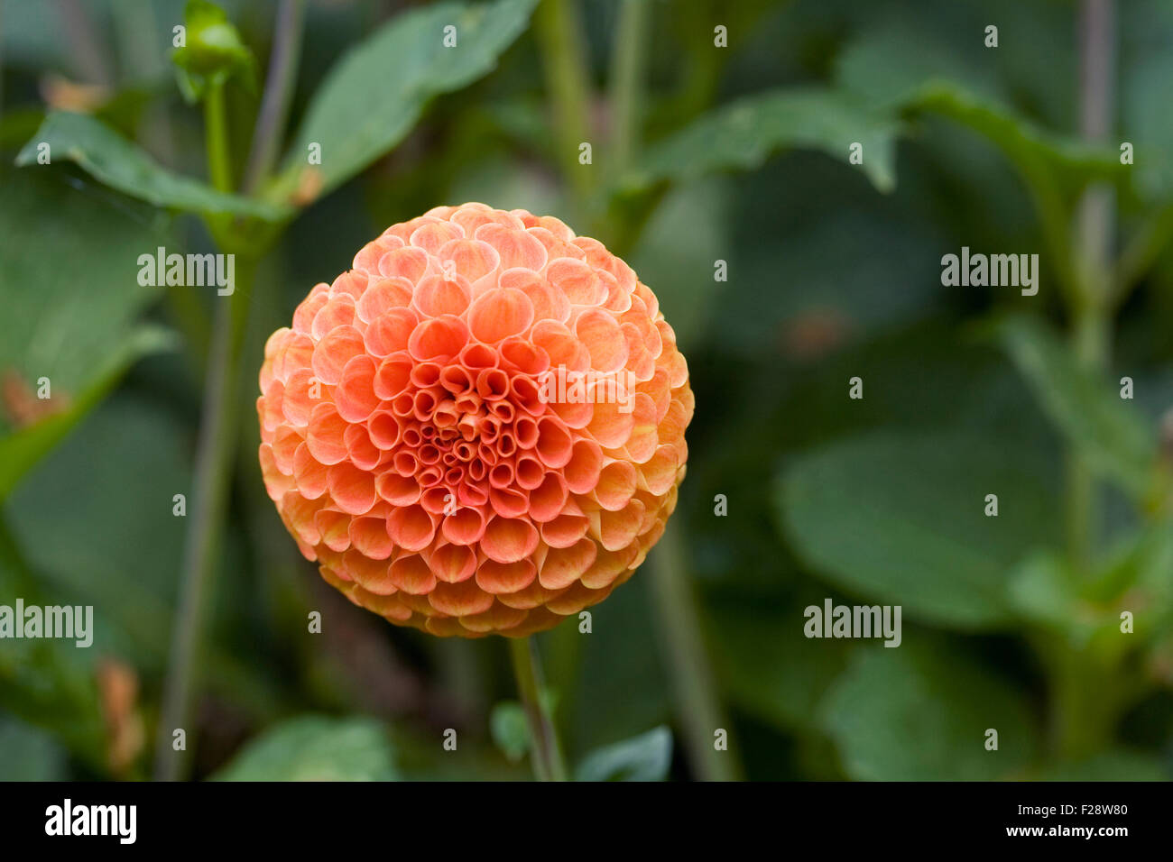 Dahlia 'Bantling' crescono in un confine erbacee. Foto Stock