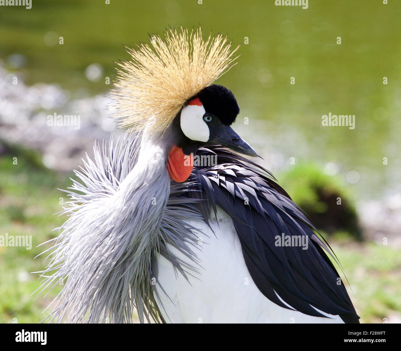 Close-up del bellissimo uccello East African Crowned Crane Foto Stock