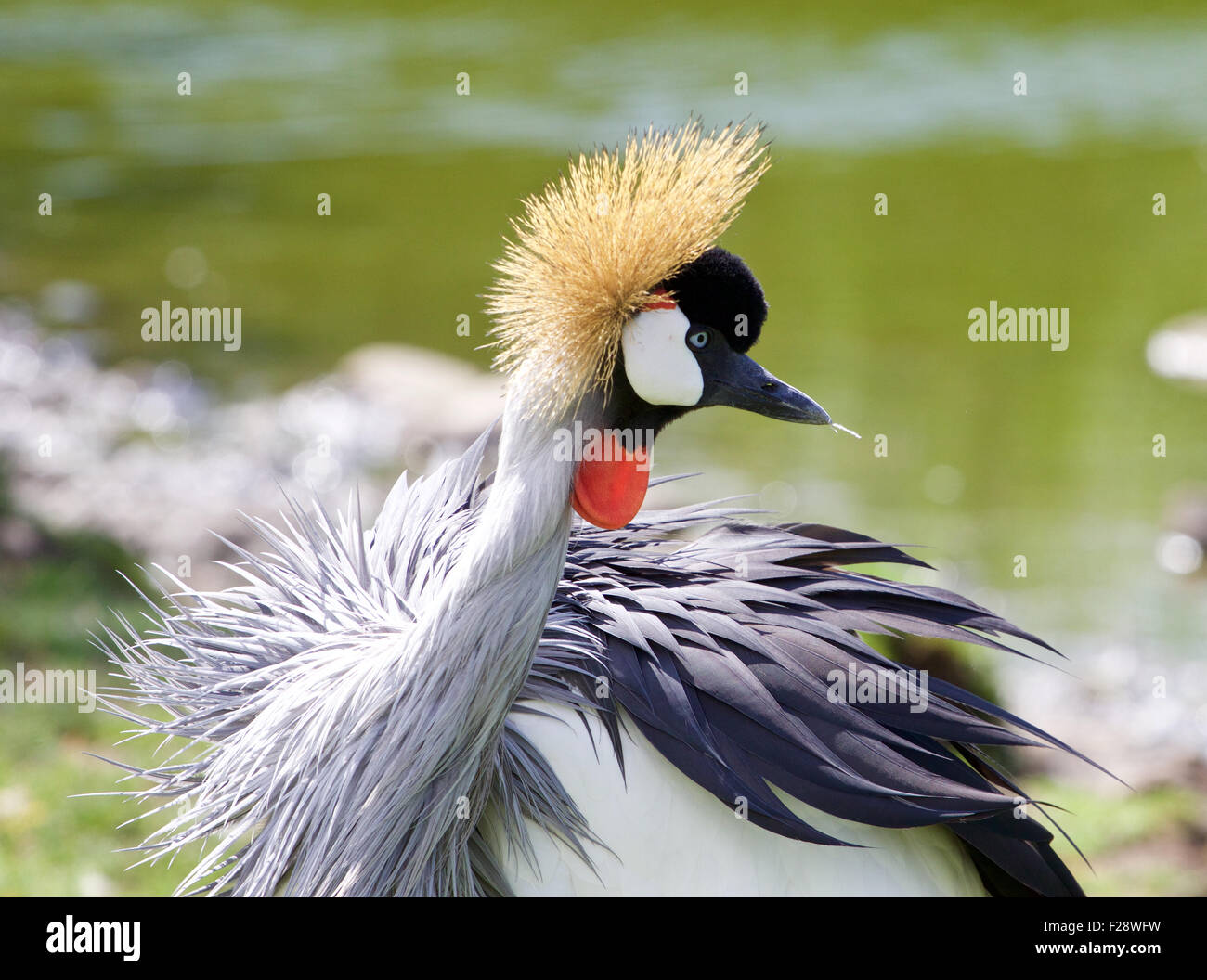 Bellissimo uccello East African Crowned Crane close-up Foto Stock