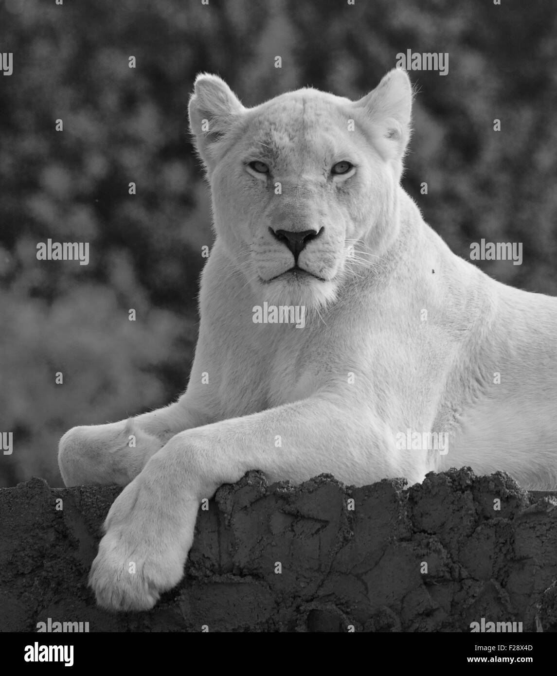 Il ritratto della bella e pericolosa strong lion Foto Stock