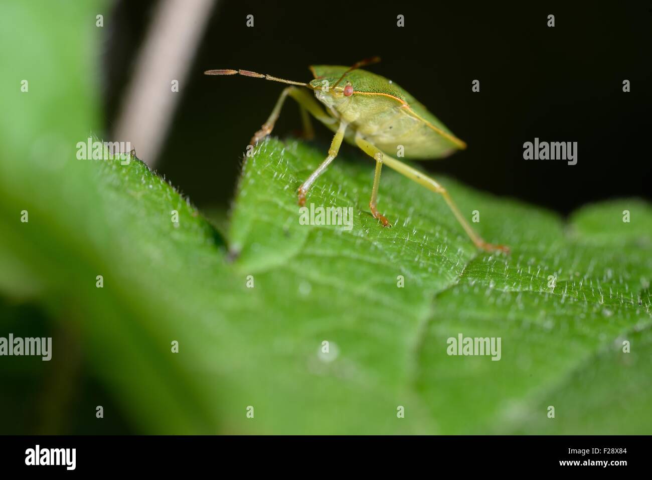 Bug nel giardino Foto Stock
