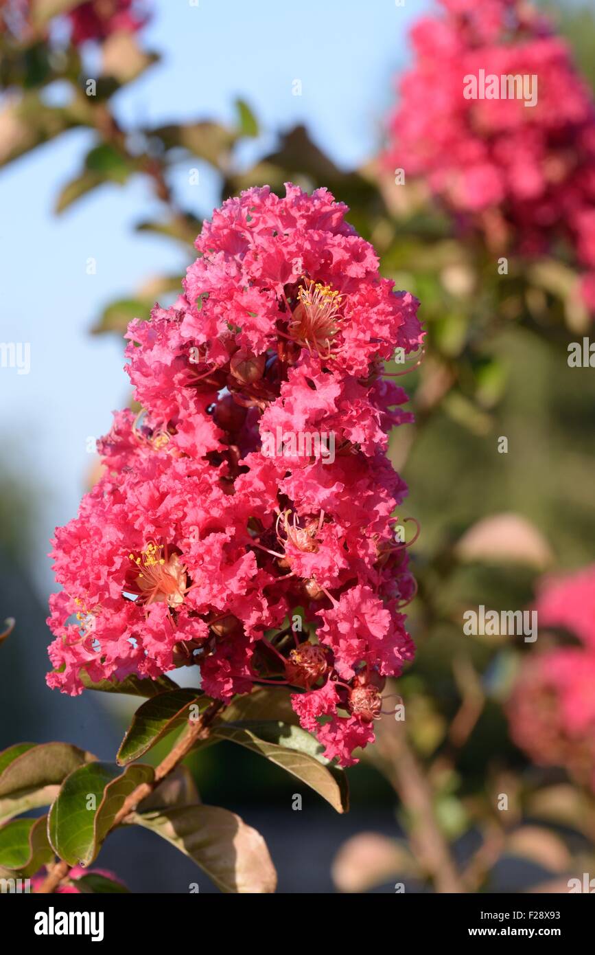 Lagerstroemia speciosa. Foto Stock