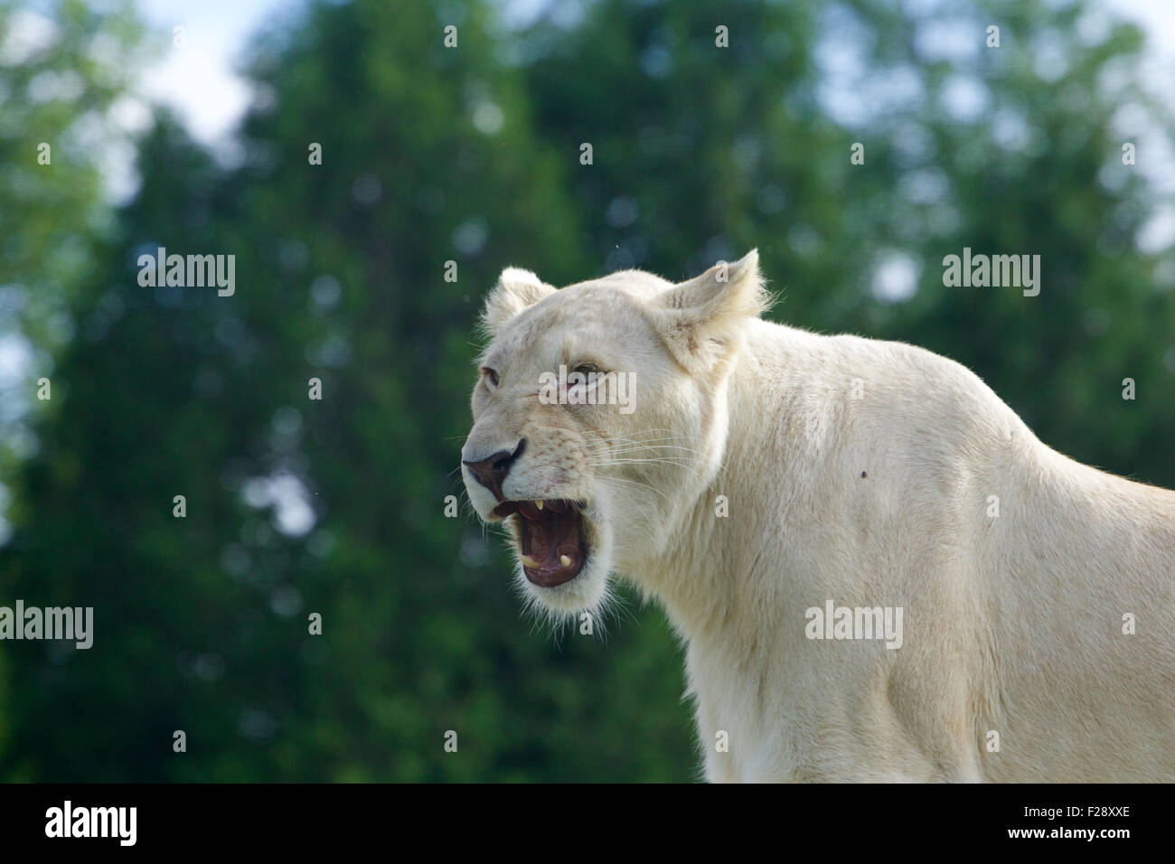 Lo sfondo con le urla furiose lion Foto Stock