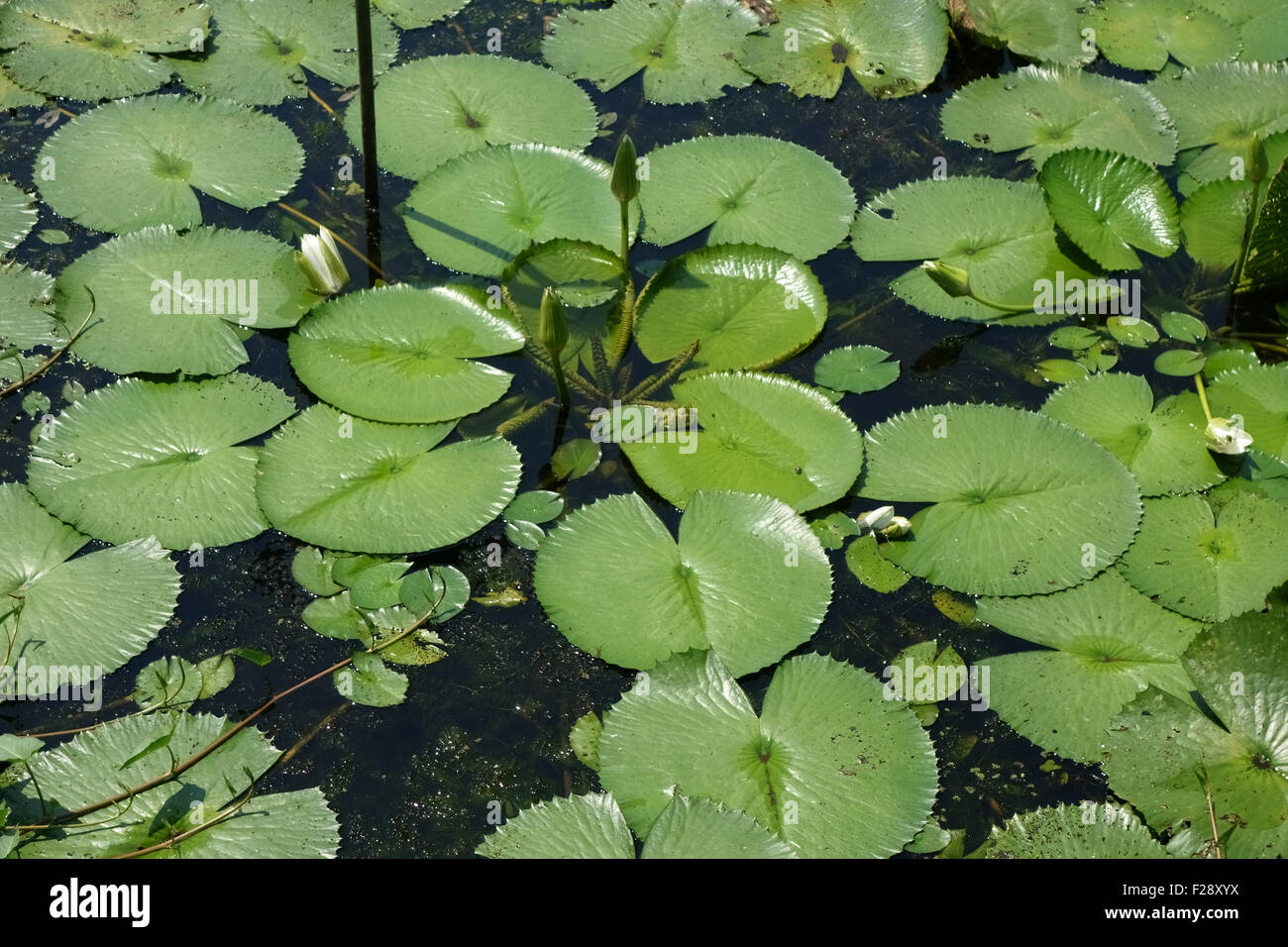 Water Lilies, Nymphaea pubescens, Lily Pad foglie di piante provenienti in fiore sulla superficie di un lago di Koh Kret, Bangkok Foto Stock