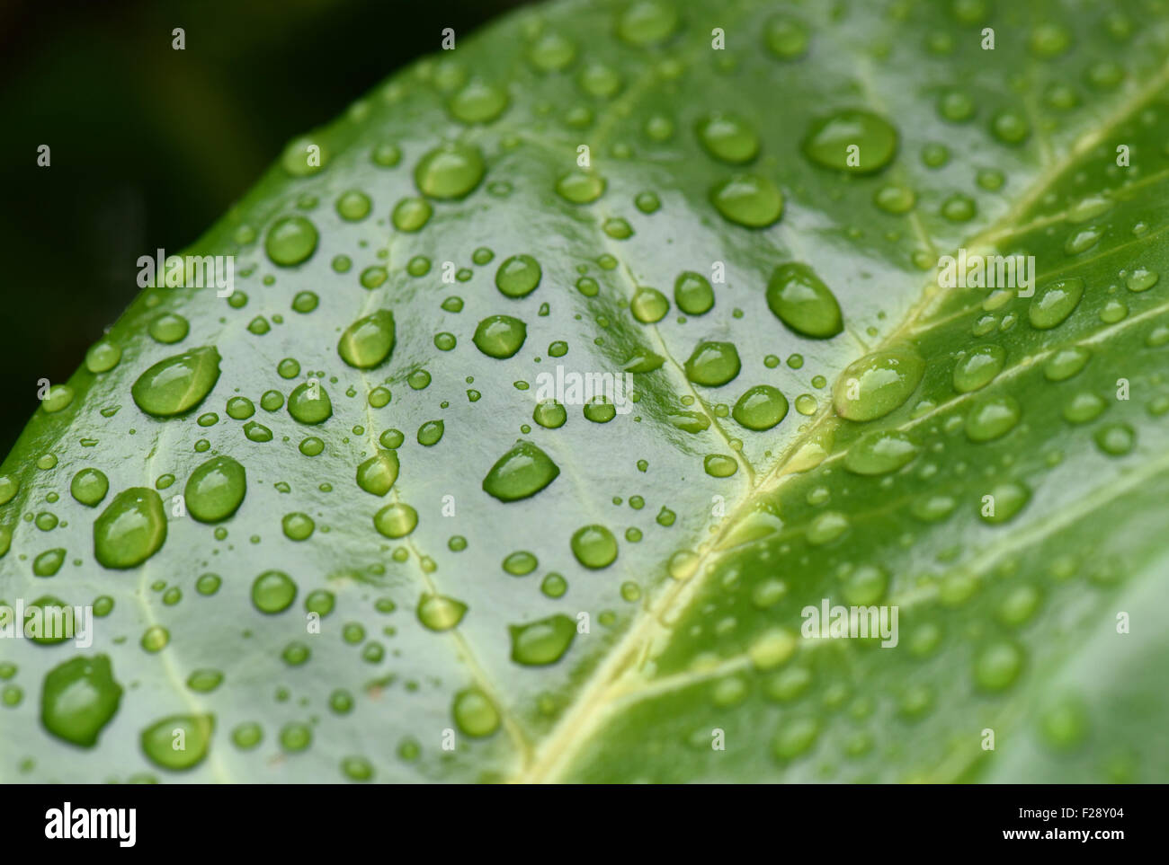 Pioggia di gocce di acqua seduta sul shiny cerosa delle foglie di alloro ciliegia, Prunus laurocerasus, Berkshire, Agosto Foto Stock