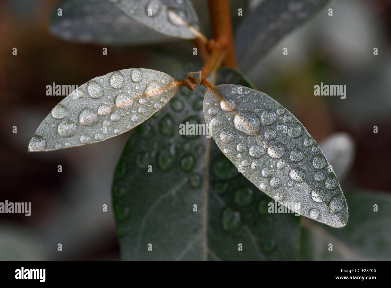 Pioggia di gocce di acqua seduta sul grigio verde foglie di Eleagnus angustifolia 'Quicksilver' Foto Stock