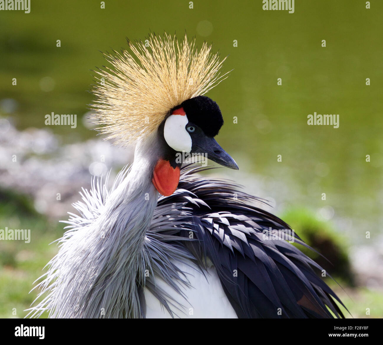 Il ritratto del bellissimo uccello East African Crowned Crane Foto Stock