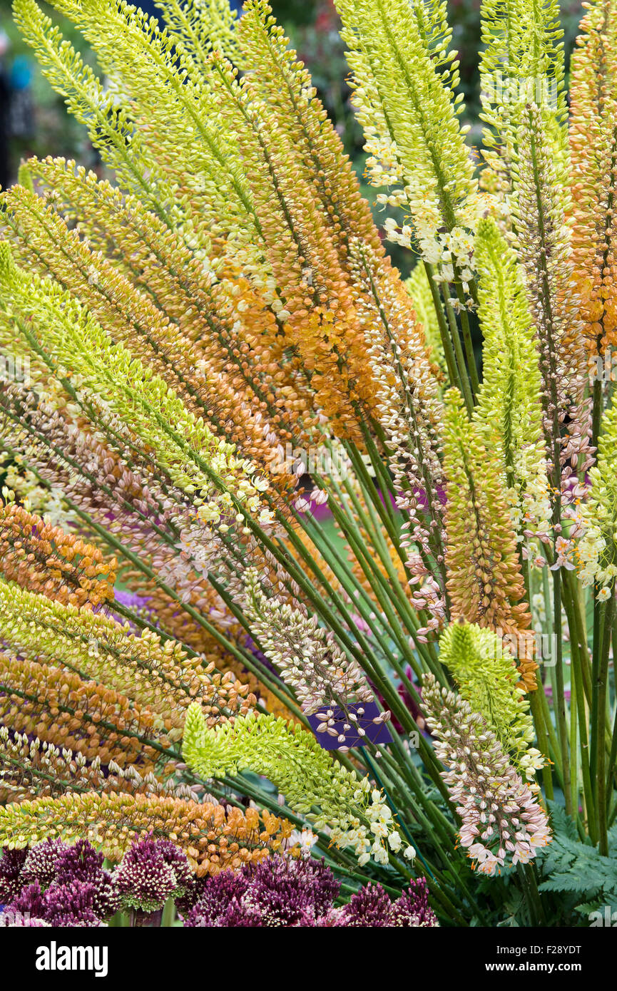 Eremurus. Visualizzazione della coda di volpe gigli ad RHS Wisley flower show. Inghilterra Foto Stock