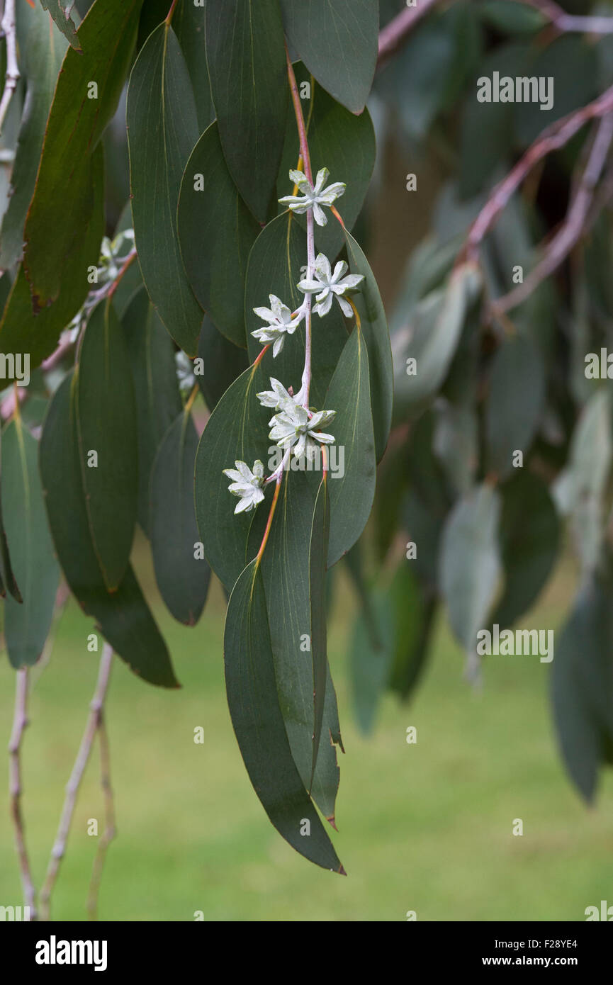 Eucalyptus pauciflora subsp. debeuzevillei. Neve Jounama gum boccioli di fiori Foto Stock