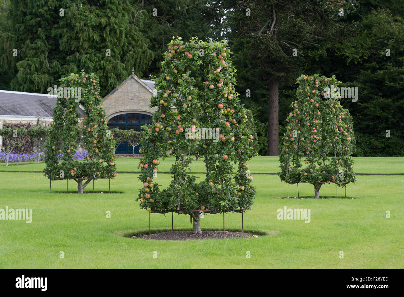 Telaio addestrato meli a piani giardini di Castello a Kelso, Scozia Foto Stock