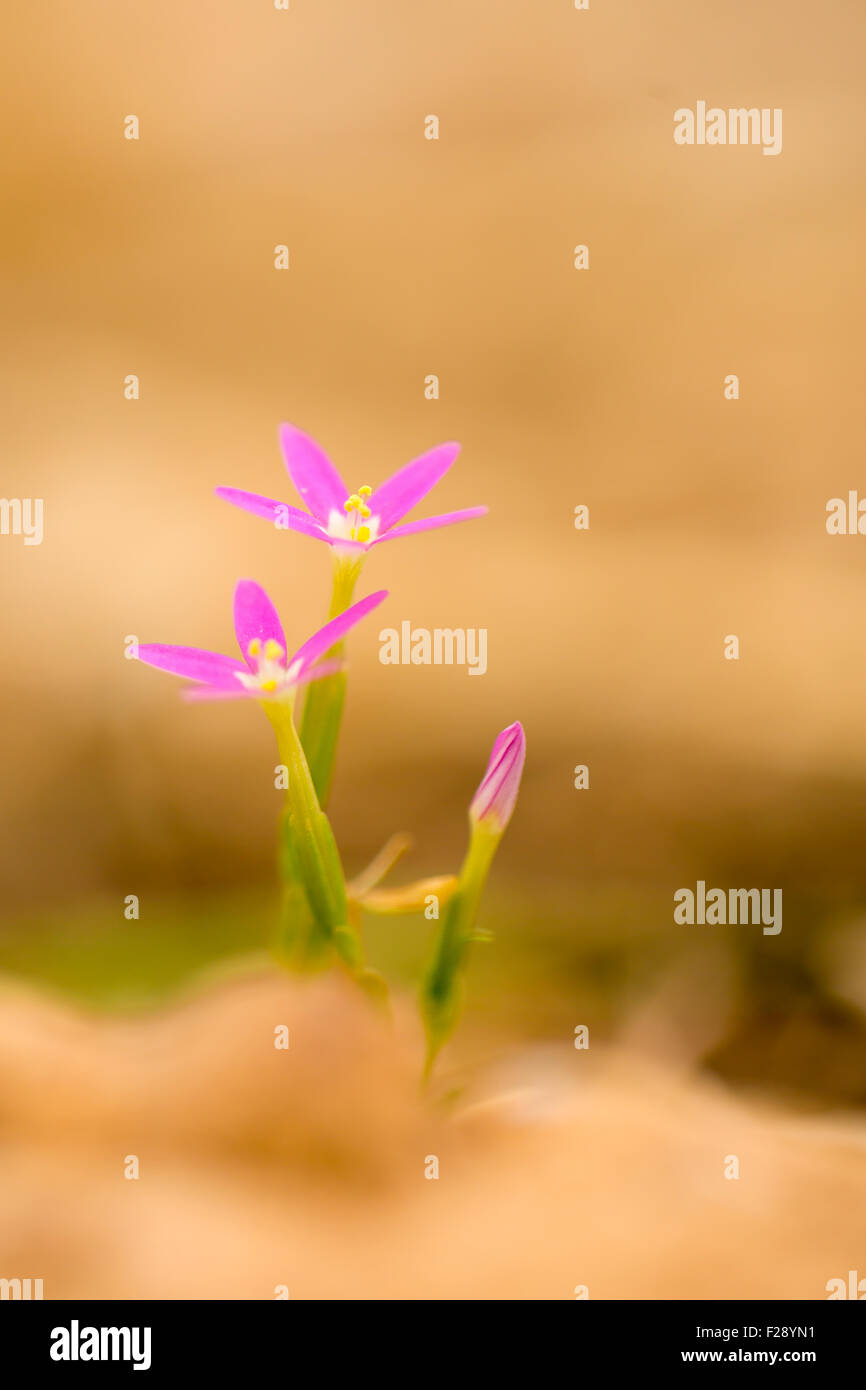 Centaurium erythraea è una specie di pianta flowering nella famiglia di genziana noti con i nomi comuni common centaury ed Europea Foto Stock