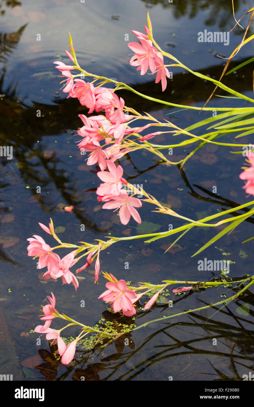 Rosa fioritura autunnale del giglio Kaffir, Hesperantha coccinea 'Mrs Hegarty' sporgendoti acqua corrente Foto Stock