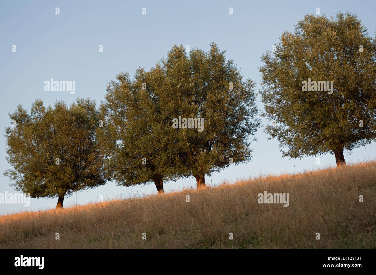 Linea di alberi in erba prato Foto Stock