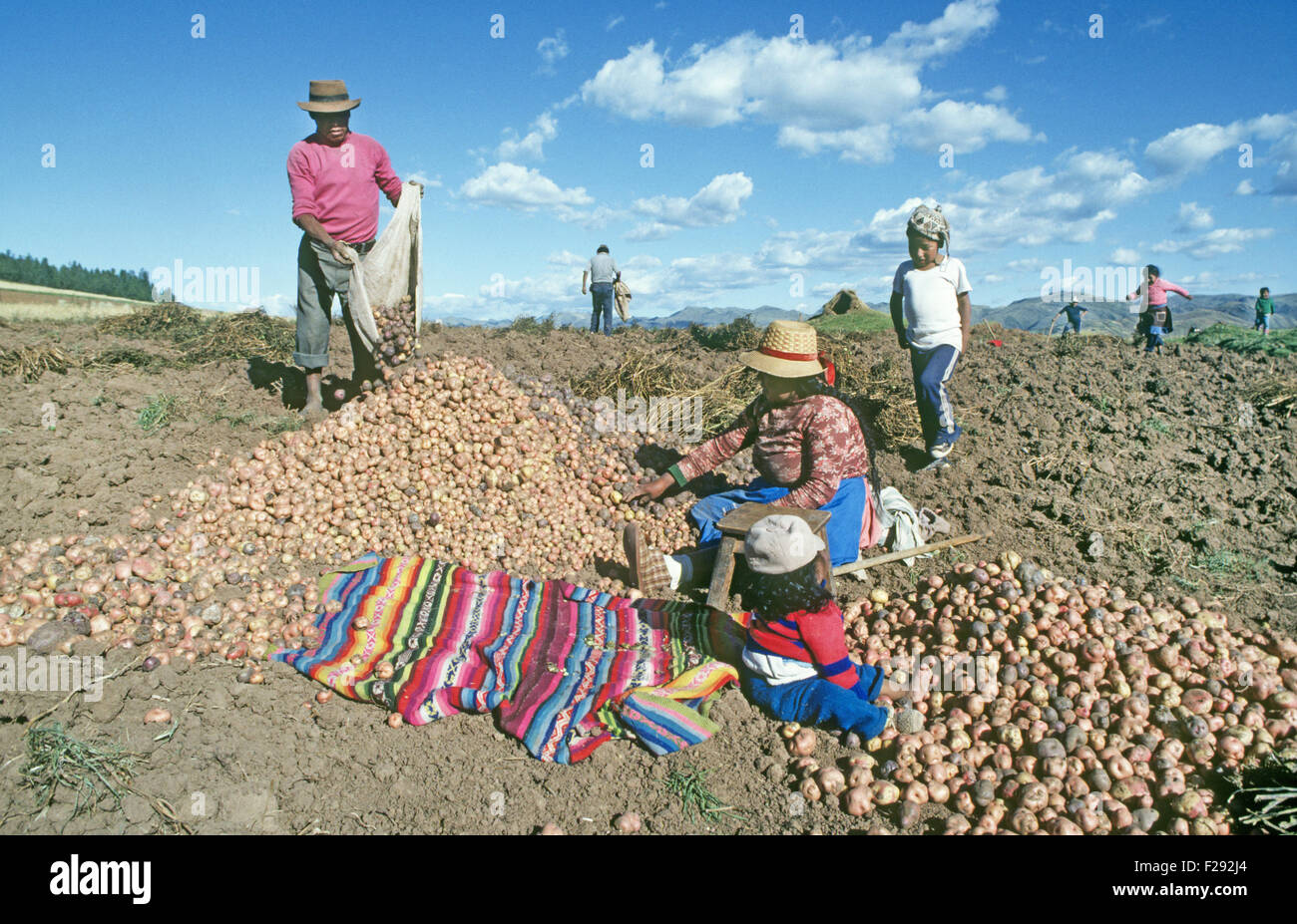Una famiglia di indiani Quetchua patate raccolto da un campo a 11.000 piedi livello di elevazione nelle montagne delle Ande del Perù. Foto Stock