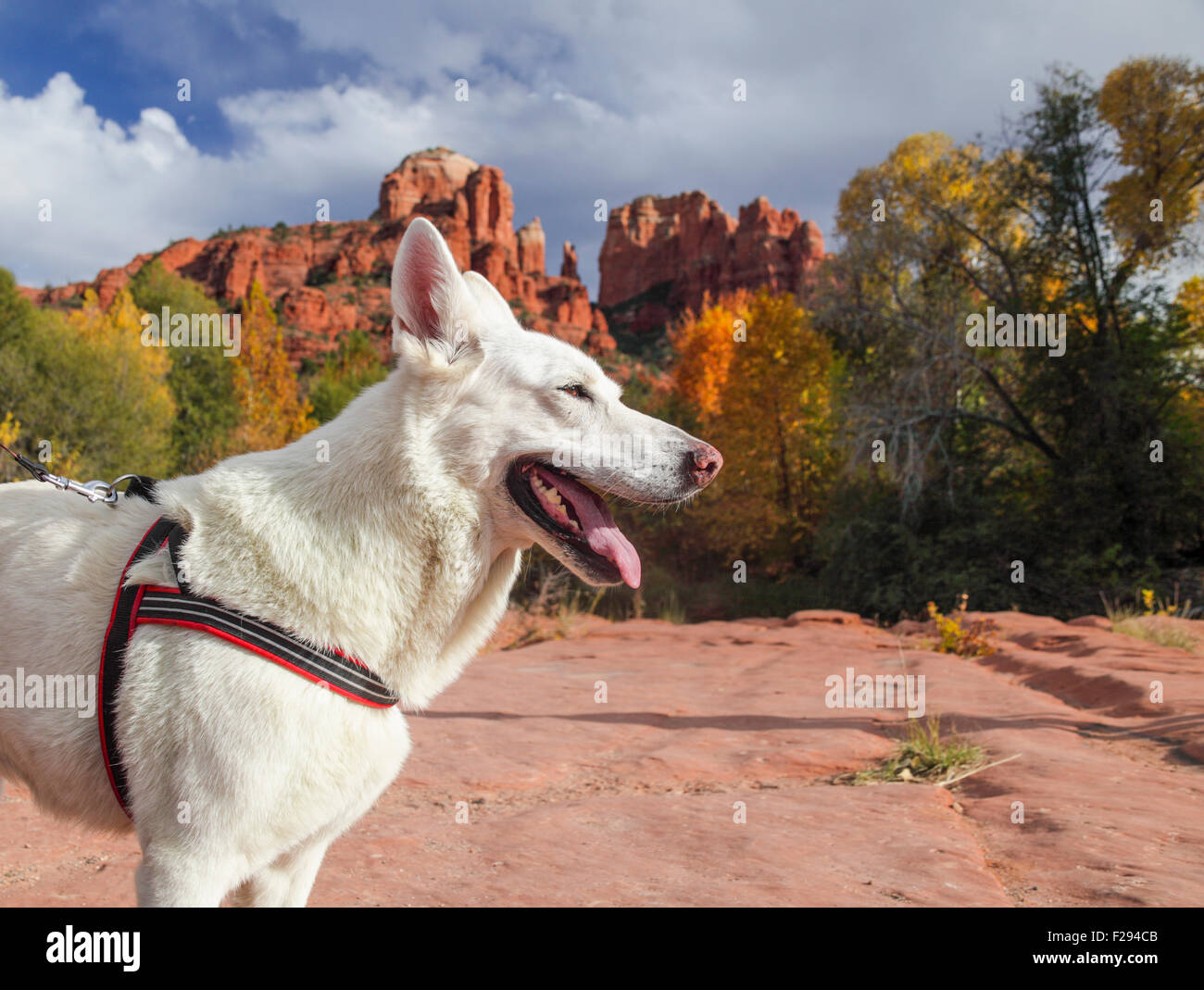 Cane sulla passeggiata dalla cattedrale Rock in Sedona in autunno Foto Stock