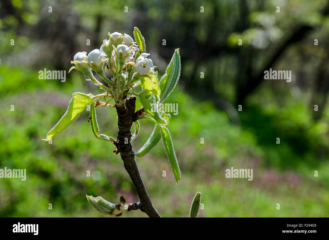 Piccolo albero di mele fiore in primavera, piccola città cantiere, Bulgaria Foto Stock