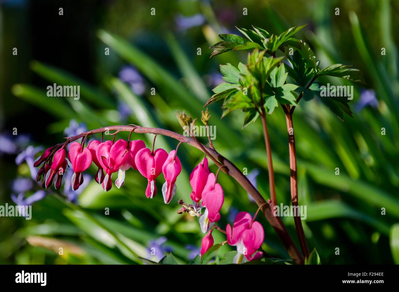 Venere, auto spurgo cuore o fiore a lira (Lamprocapnos spectabilis) Foto Stock