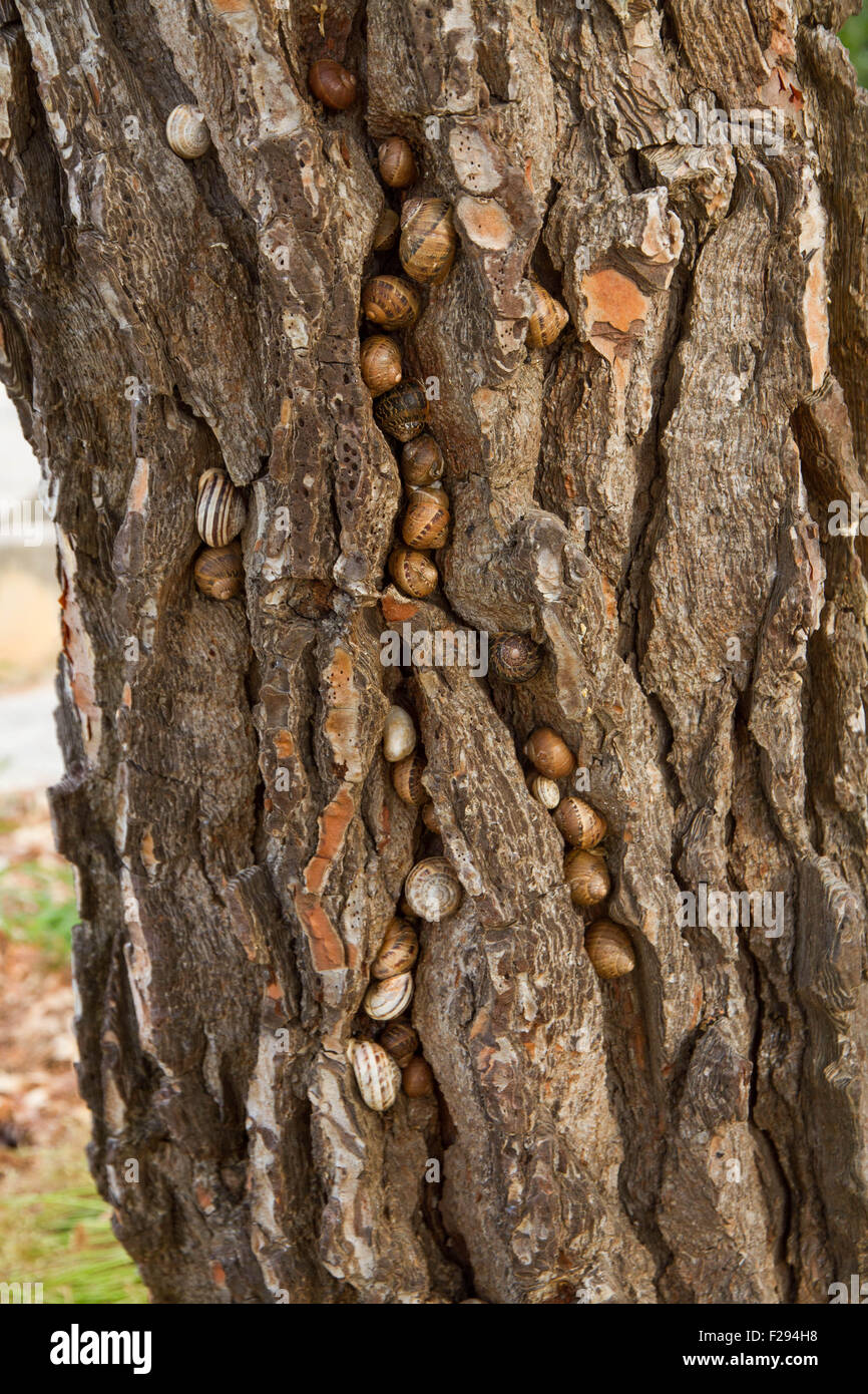 Lumache prendendo rifugio dal caldo estivo e siccità all'interno di fessure nella corteccia di un albero di pino Foto Stock