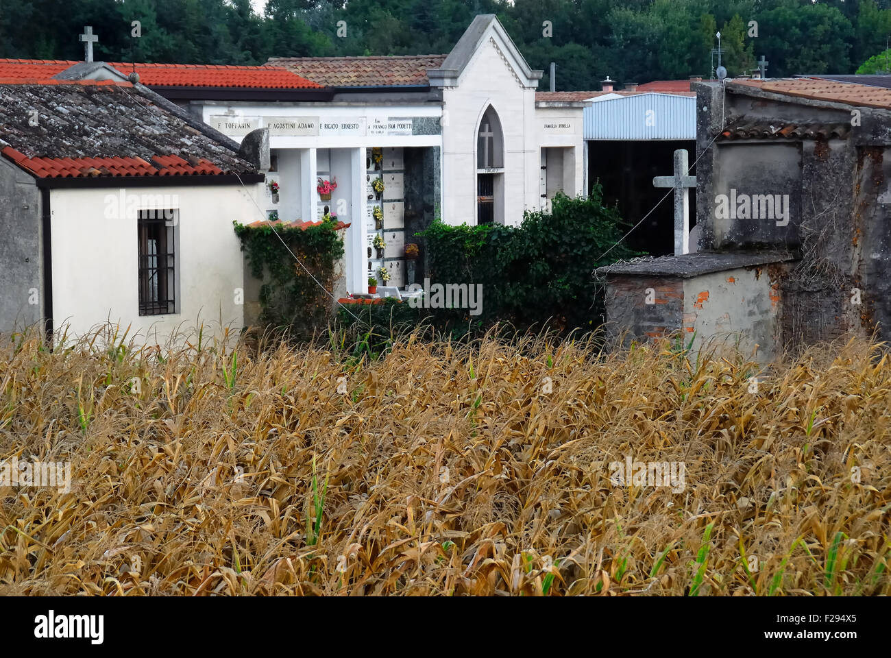 Campagna Veneta, il piccolo cimitero di Ponte San Nicolò circondato da campi di grano. Foto Stock