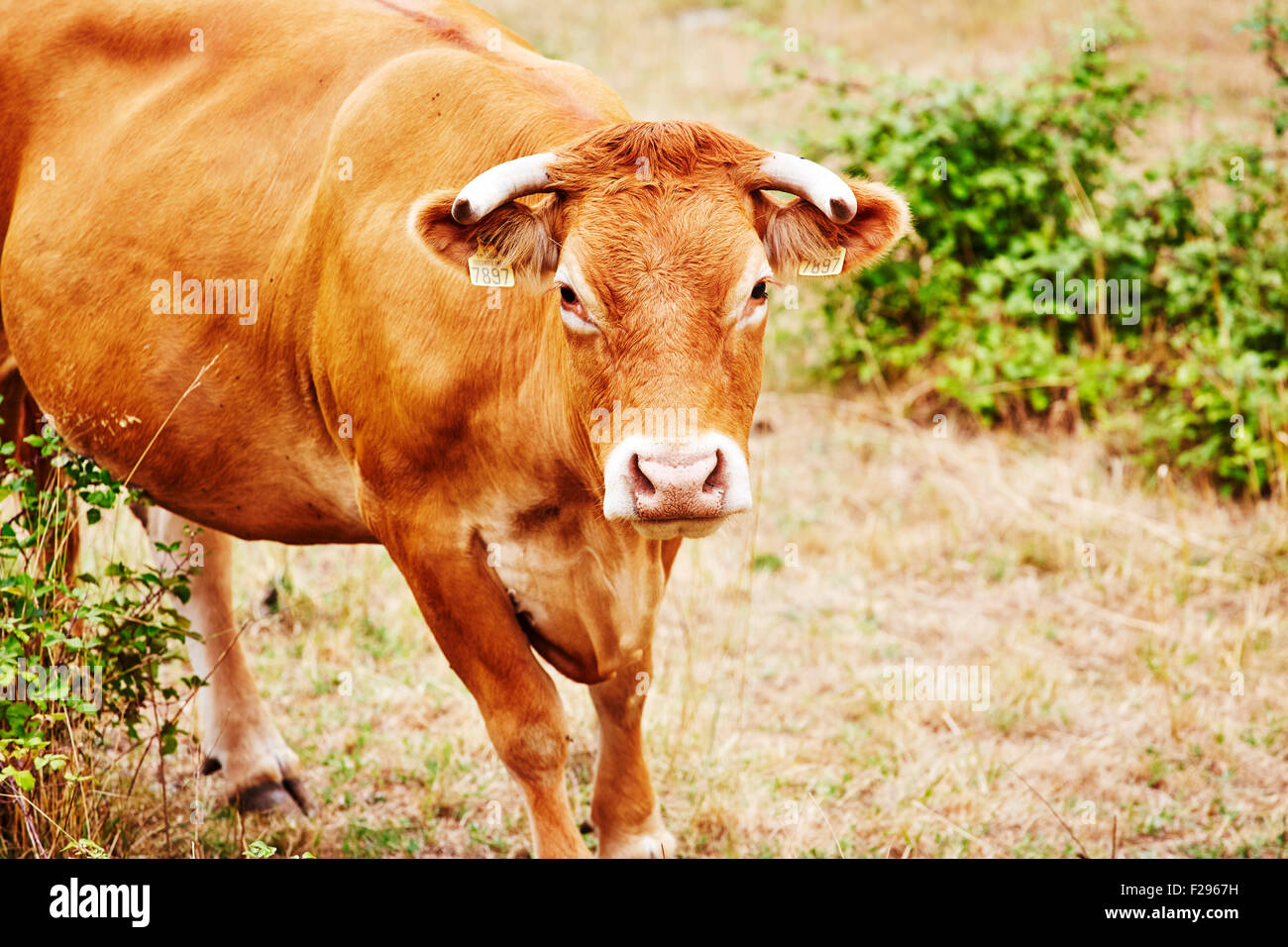 Limousin bovini, Francia. Foto Stock