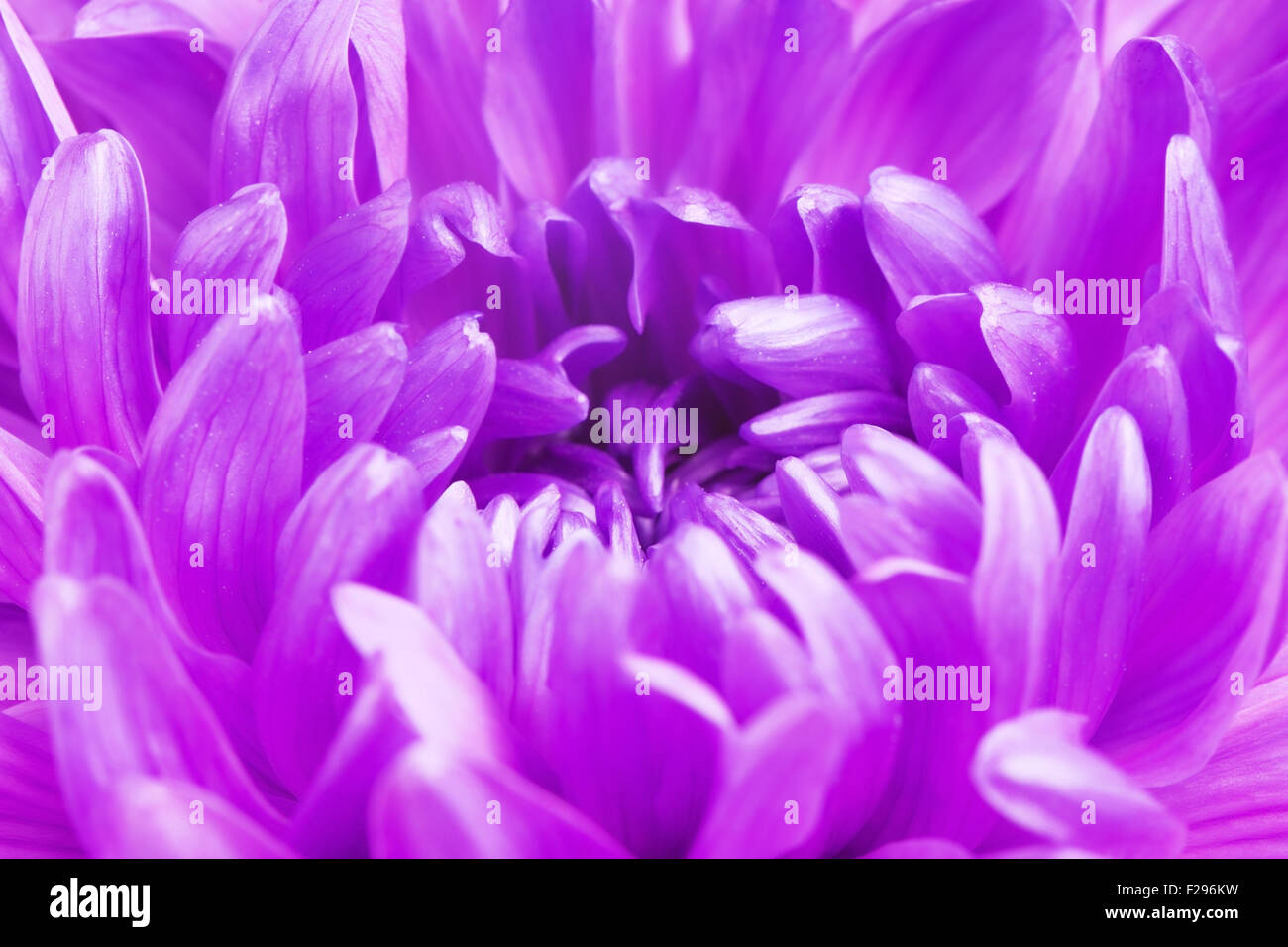 Violetta fresca crisantemo petali di fiore, close up soft focus Foto Stock