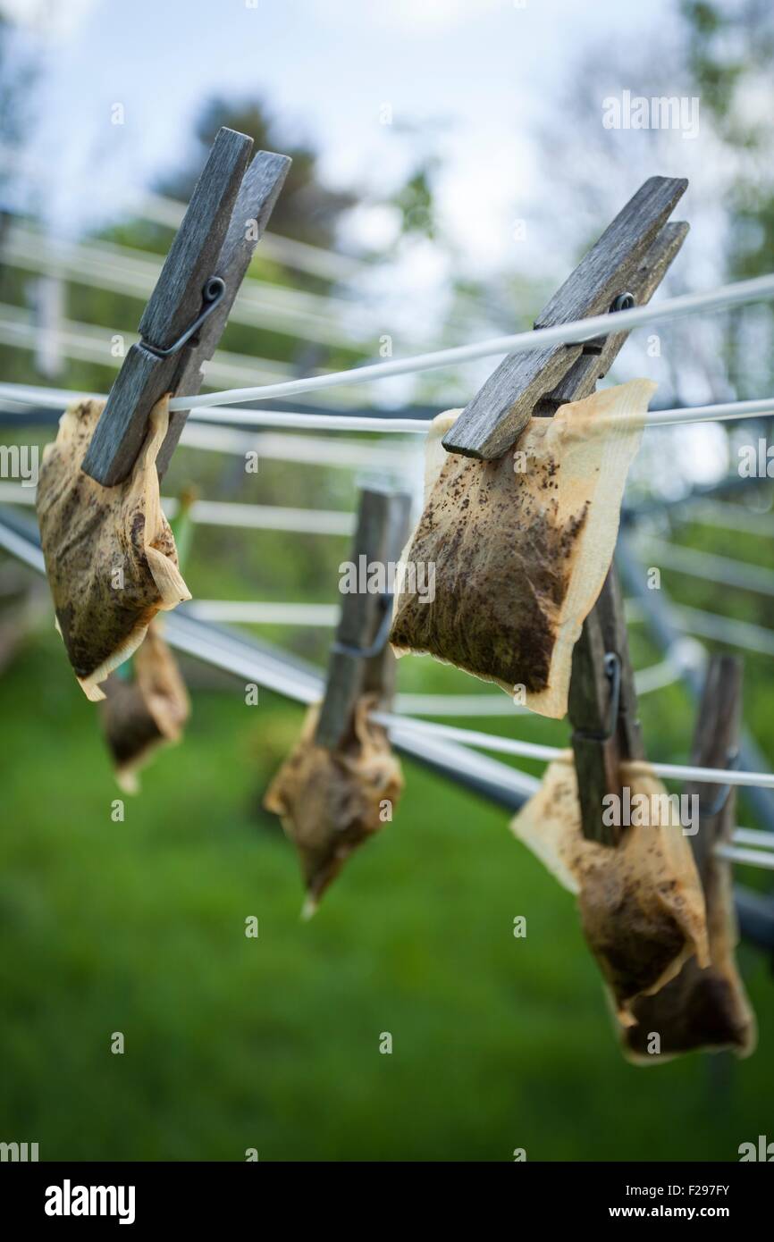 Appendere teabags utilizzato sulla linea di lavaggio Foto Stock