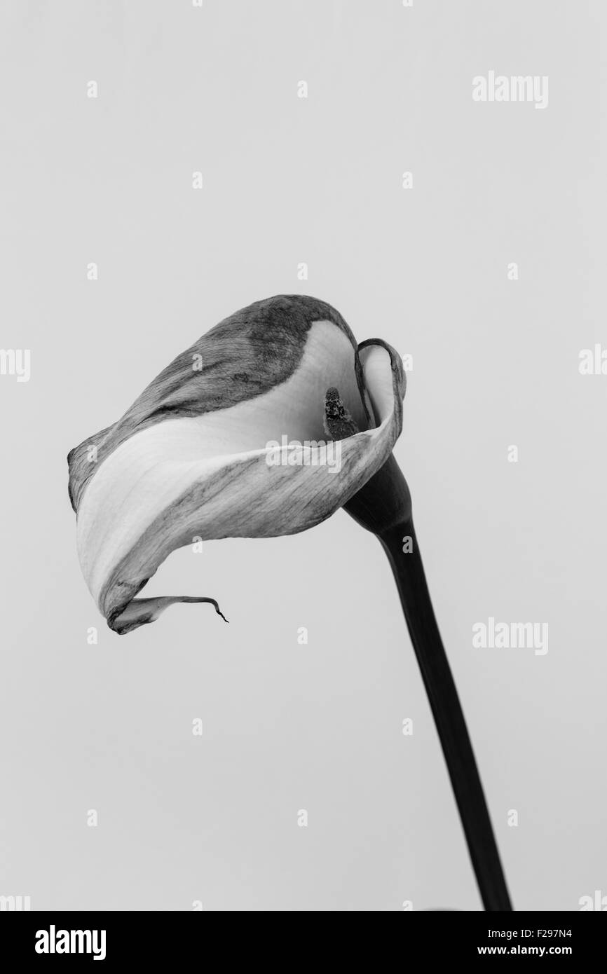 Decaduta a Calla Lily flower (Zantedeschia aethiopica) in bianco e nero / scala di grigi Foto Stock