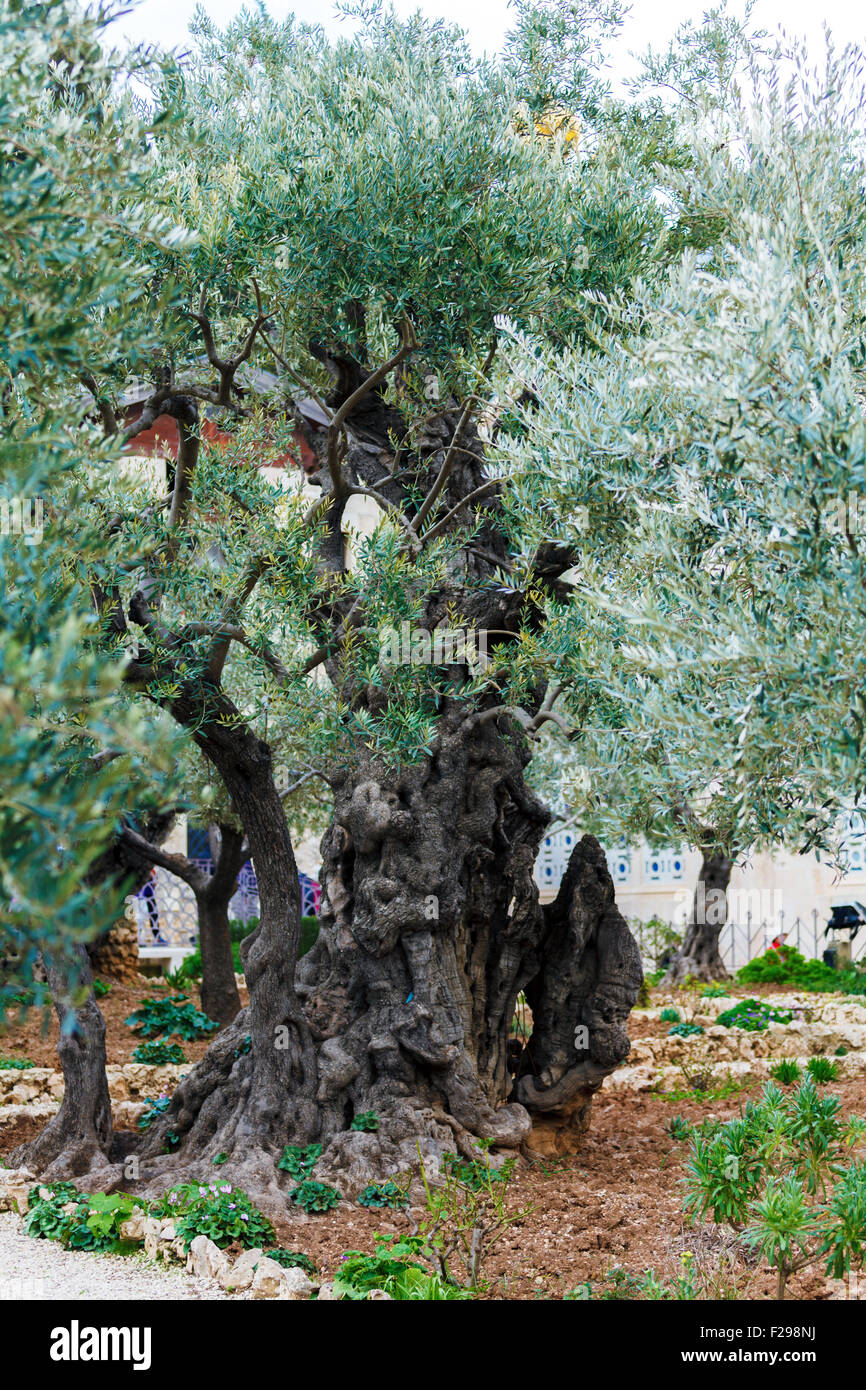 Getsemani giardino sul Monte degli Ulivi, Gerusalemme Foto Stock