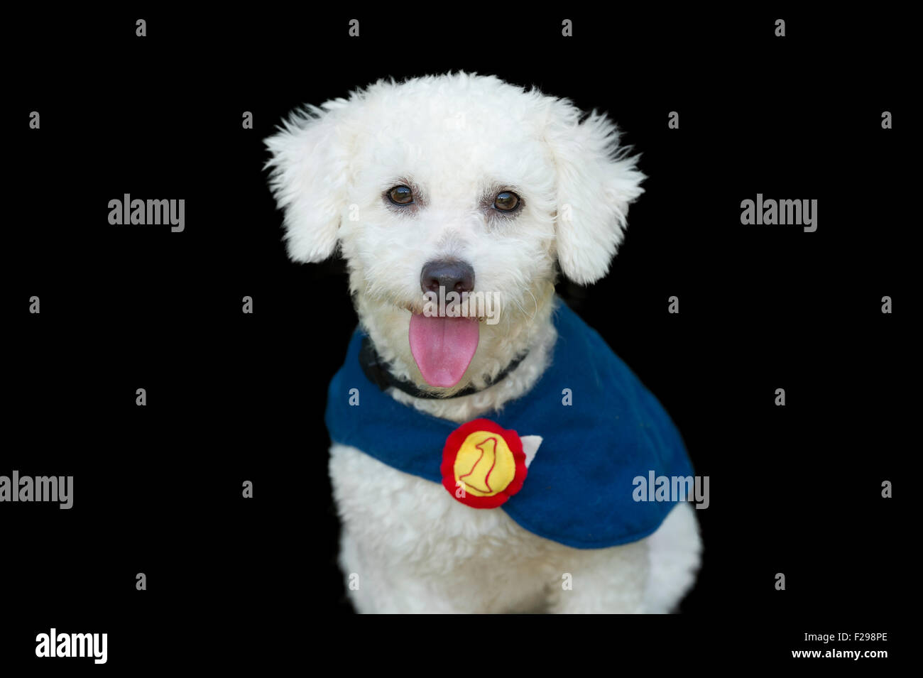 Happy dog isolato è un simpatico soffici cane indossando un super capo con i suoi adorabili linguetta rosa felicemente sporgente. Foto Stock
