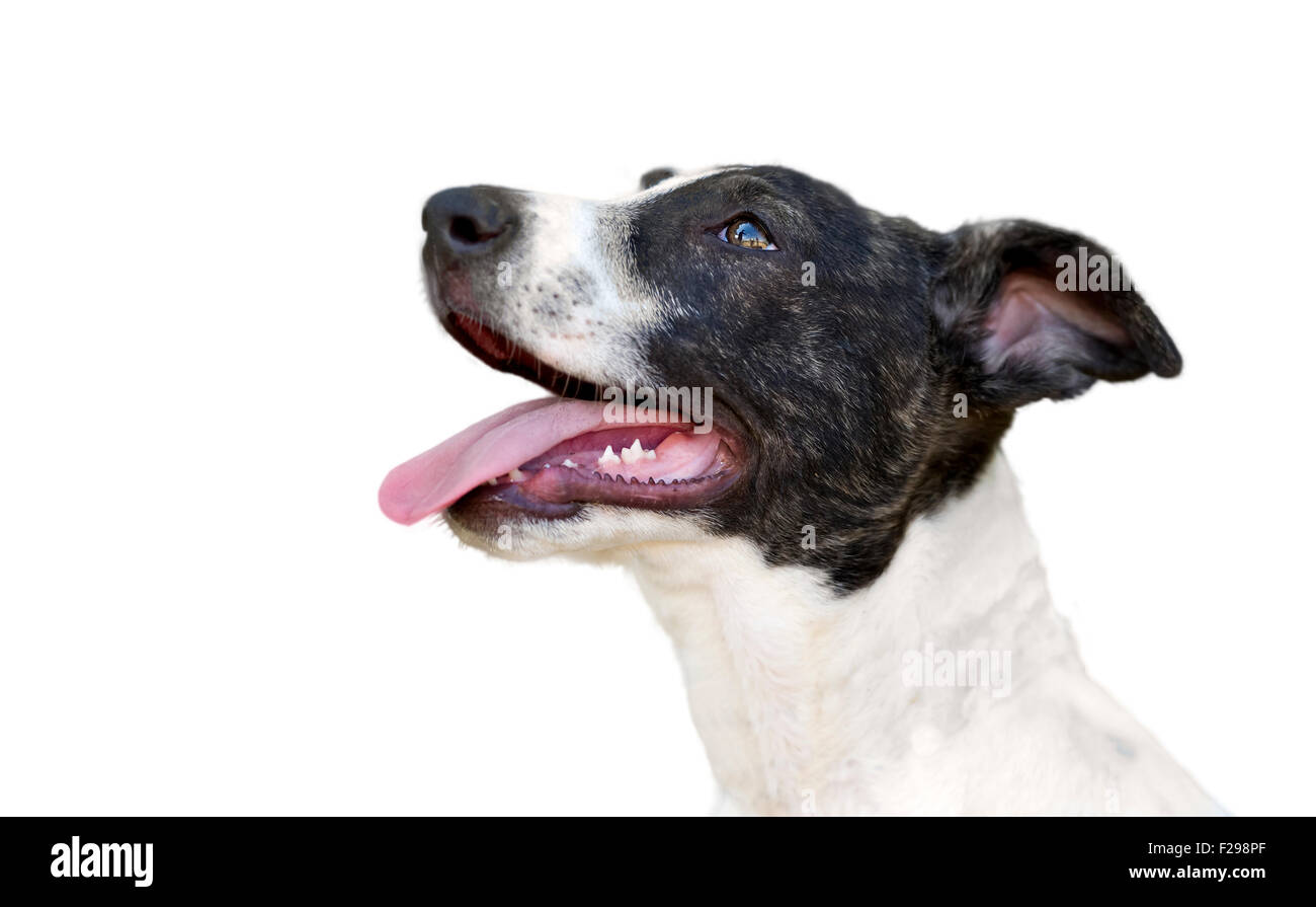 Happy dog isolato è un ingrandimento di un ansioso felice cute cane con la sua lingua appendere fuori della sua bocca con anticipazione. Foto Stock